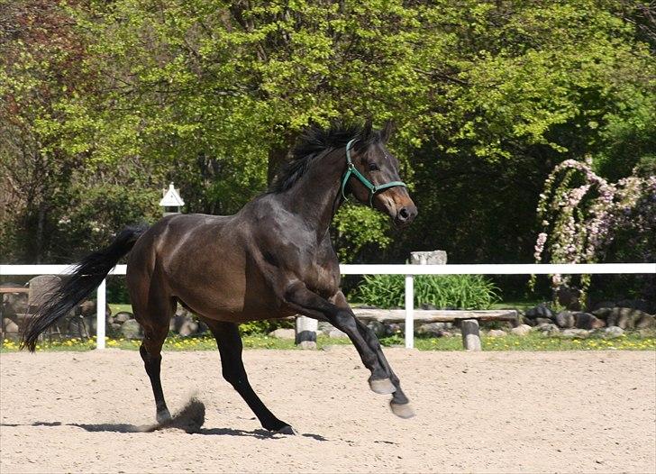 Svensk Varmblod Romance - RIP <3 - Du er befriet af dine smerter min dreng. På de evige græsmarker kan du hoppe, springe og galopere omkring. Du kan opnå al den kærlighed du ønsker og fortjener. Vi ses på den anden side <3 Hvil i fred Romance :´/ billede 20