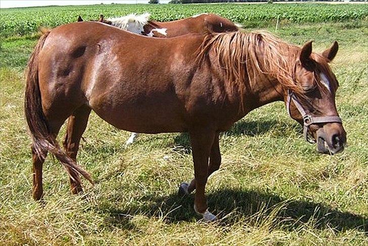 Anden særlig race Skovlundegaards Bambine - 20090709 Redstone Ranch billede 4