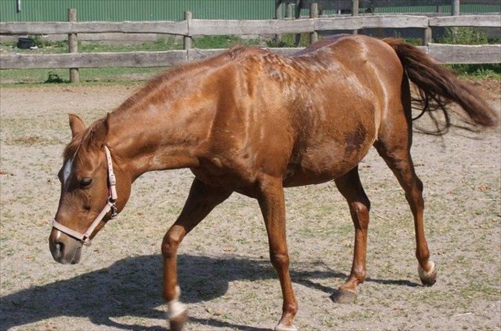 Anden særlig race Skovlundegaards Bambine - 20100718 Bambine på  Redstone Ranch billede 7