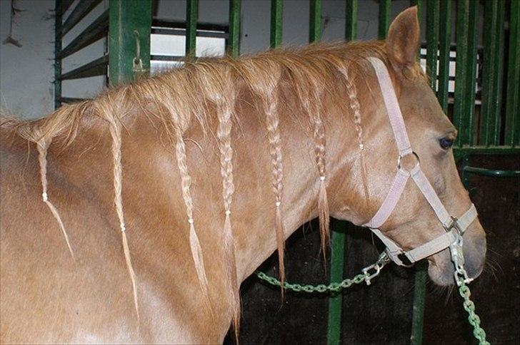 Anden særlig race Skovlundegaards Bambine - 20090507 Bambine på Redstone Ranch billede 1