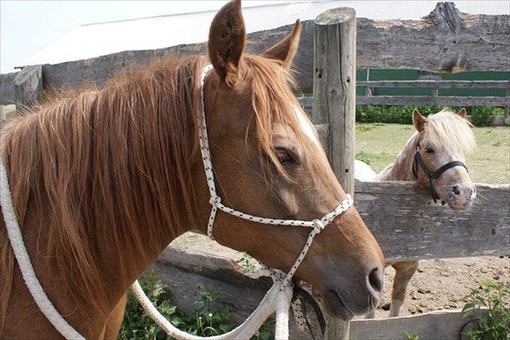 Anden særlig race Skovlundegaards Bambine - 20090521 Redstone Ranch billede 2