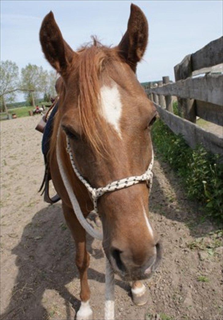 Anden særlig race Skovlundegaards Bambine - 20090521 Redstone Ranch billede 3