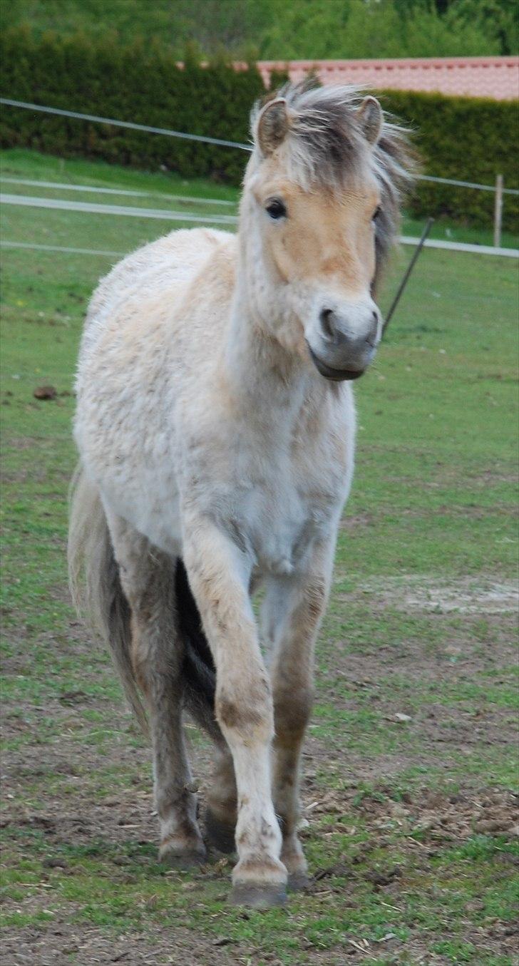 Fjordhest • Kejser  billede 14