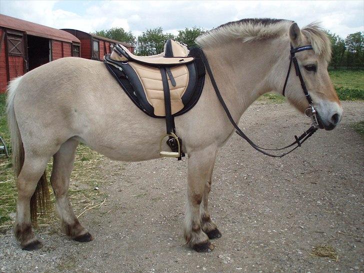 Fjordhest MUSSE ( Dejlig Pige) - Musse også smart med bomløs sadel billede 14
