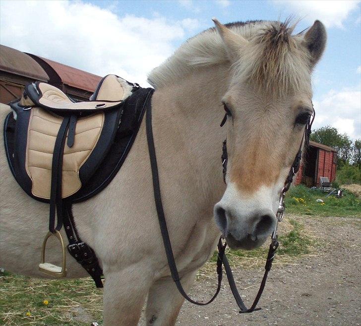 Fjordhest MUSSE ( Dejlig Pige) - Dejlige Musse pige lige før afgang billede 15