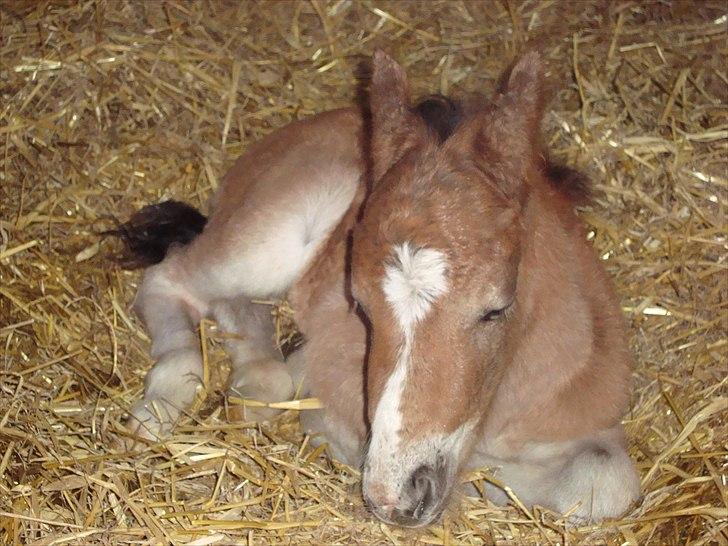 Anden særlig race Stabygårds Tarzan Mama Mia billede 1