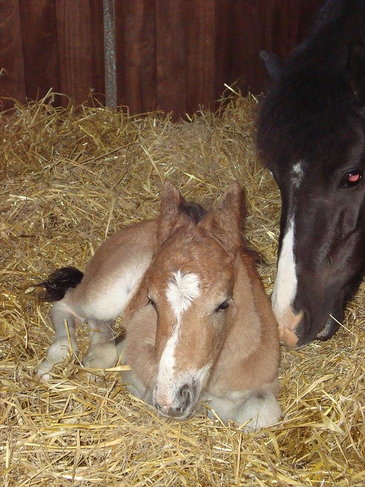 Anden særlig race Stabygårds Tarzan Mama Mia billede 2