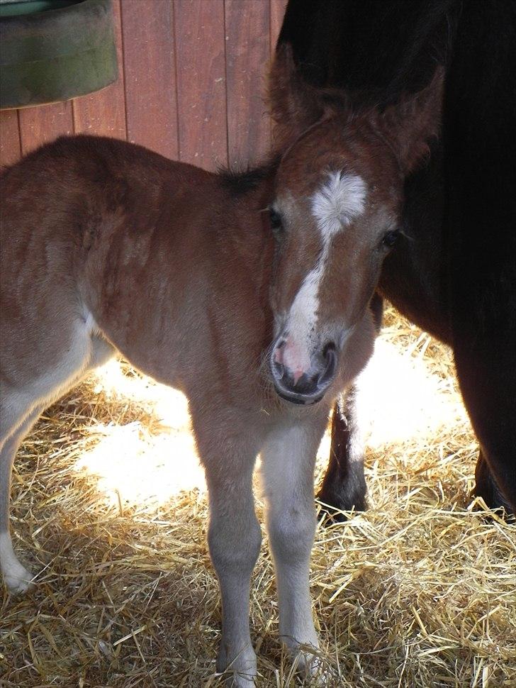 Anden særlig race Stabygårds Tarzan Mama Mia billede 3