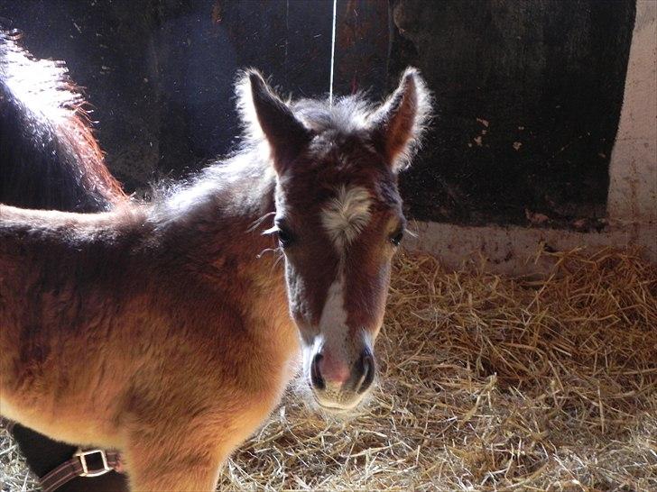 Anden særlig race Stabygårds Tarzan Mama Mia billede 4