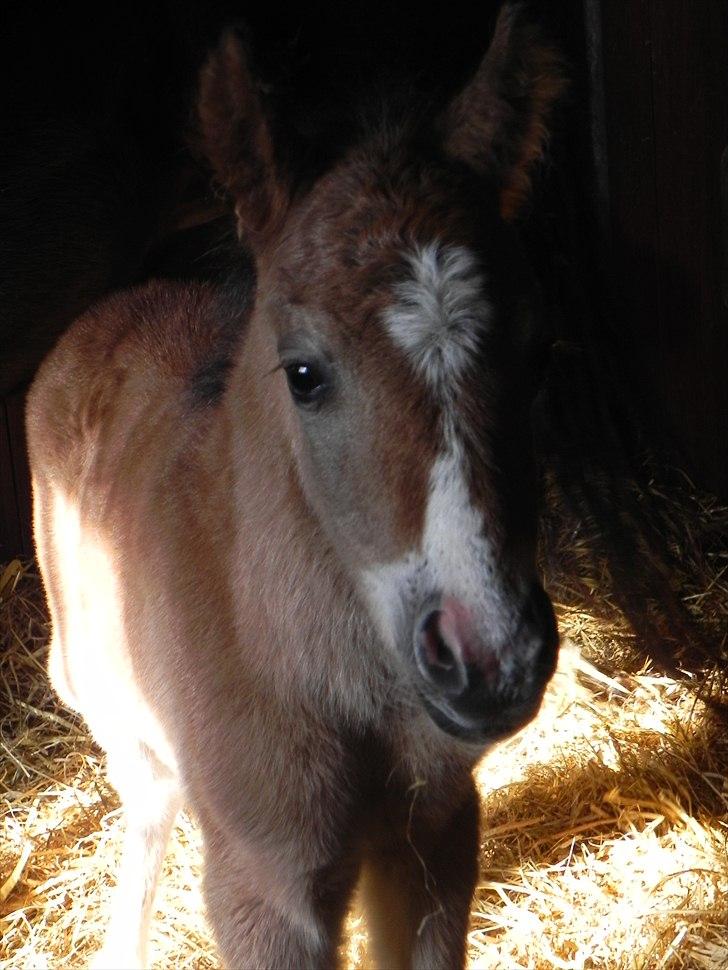 Anden særlig race Stabygårds Tarzan Mama Mia billede 5