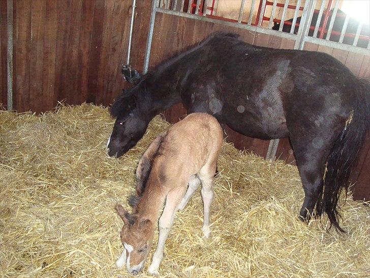 Anden særlig race Stabygårds Tarzan Mama Mia billede 6