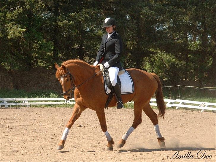 Anden særlig race Yankee - Stævne på fredensberg 1. maj 2011 billede 1