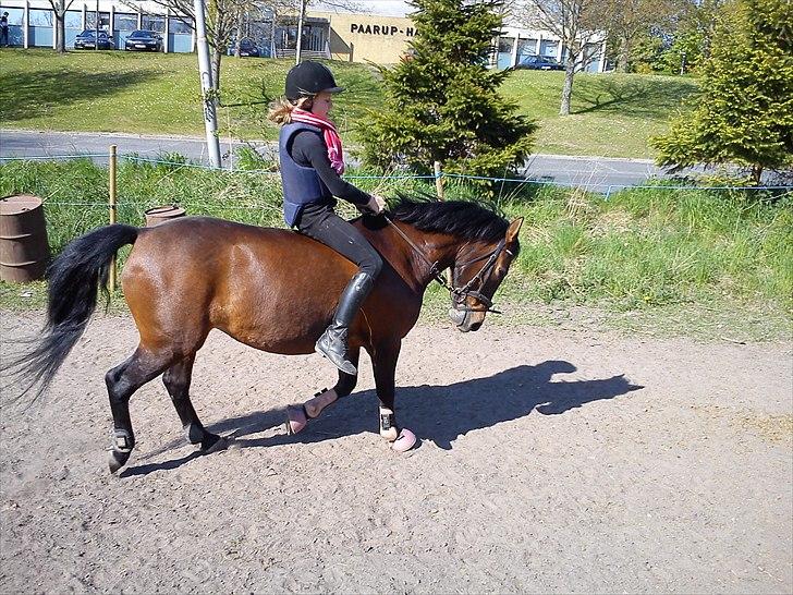 Anden særlig race Flicka - Lidt seriøst uden sadle:-) billede 9