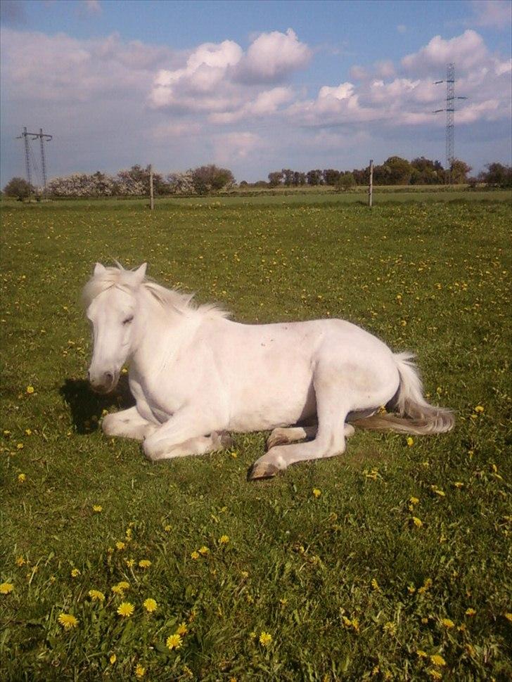 Welsh Pony (sec B) Balou - Balou ligger på folden og hviler sig billede 1