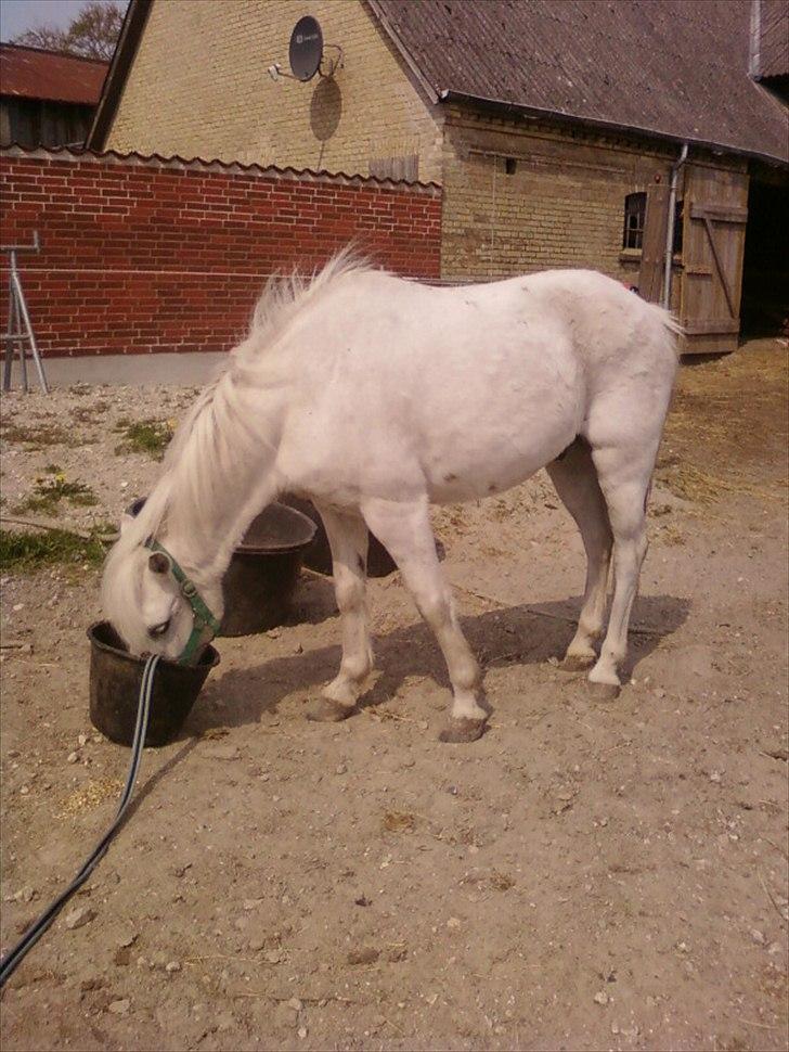 Welsh Pony (sec B) Balou - Da Balou kom hjem til mig fik han mad efter at have stået i transport billede 3