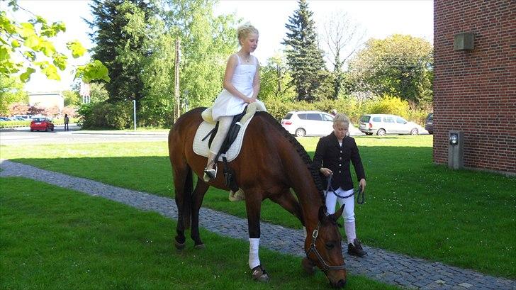 Anden særlig race Shania *part* billede 16