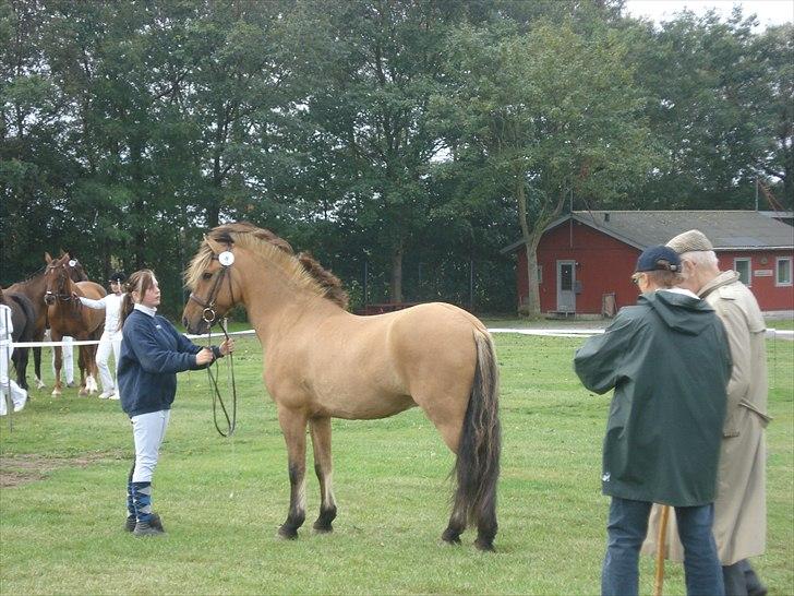 Anden særlig race Åbygårds Tornado*solgt* - Tornado til bedømmelse på storhestedag 2010 (: billede 9