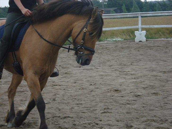 Anden særlig race Åbygårds Tornado*solgt* - <3 billede 15