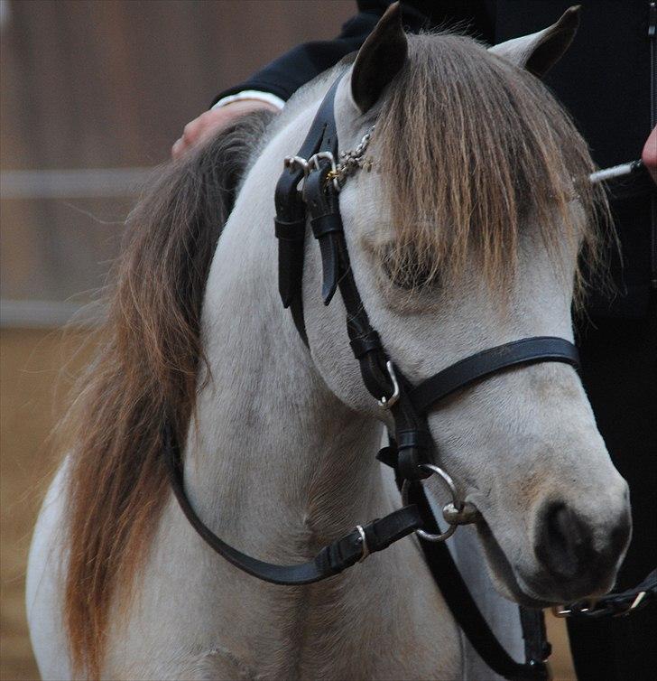 Amerikansk Miniature Little Bob American Dream billede 1