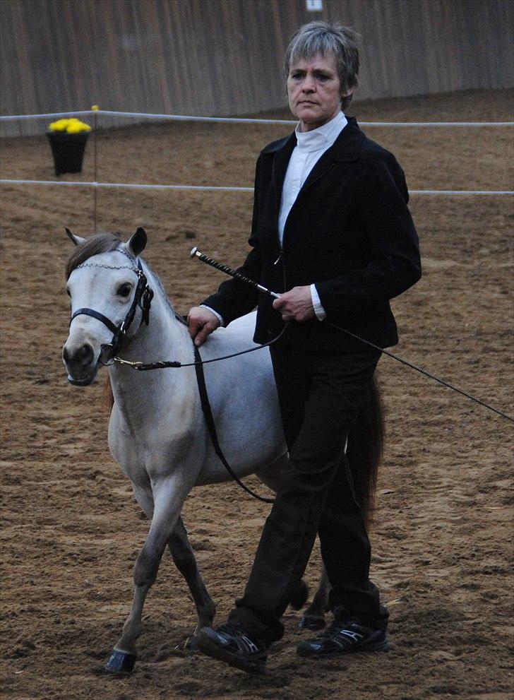 Amerikansk Miniature Little Bob American Dream billede 2