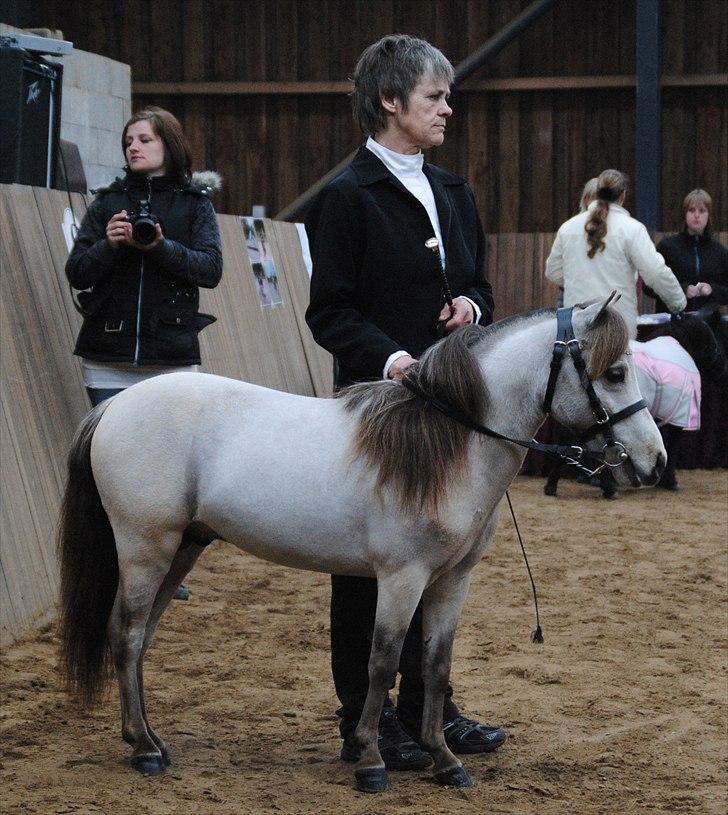 Amerikansk Miniature Little Bob American Dream billede 3