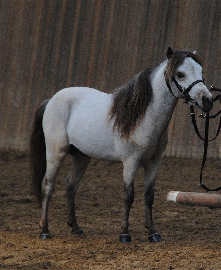 Amerikansk Miniature Little Bob American Dream billede 4