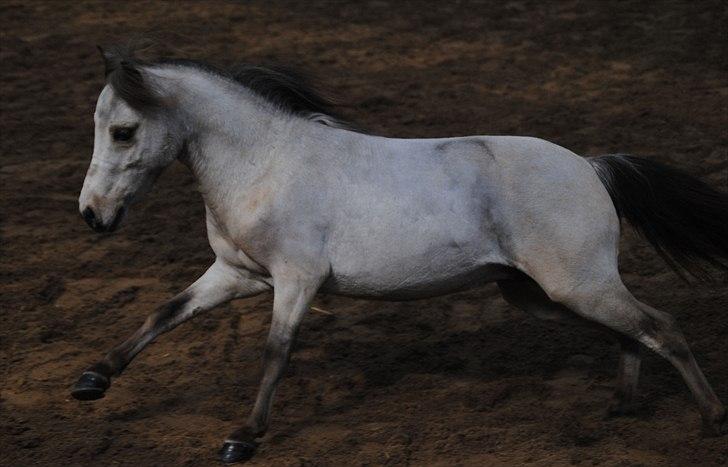 Amerikansk Miniature Little Bob American Dream billede 5