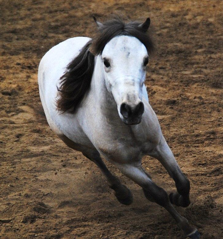 Amerikansk Miniature Little Bob American Dream billede 6