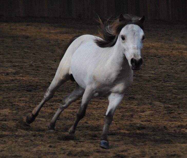 Amerikansk Miniature Little Bob American Dream billede 7