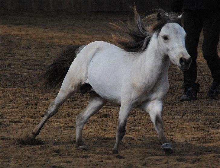 Amerikansk Miniature Little Bob American Dream billede 8