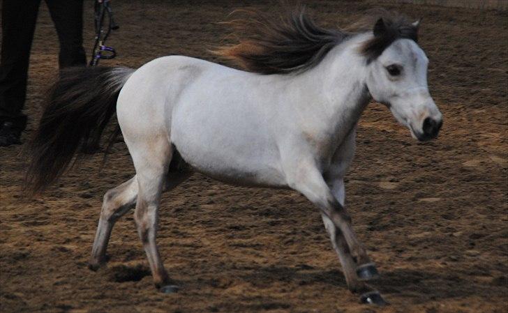 Amerikansk Miniature Little Bob American Dream billede 9