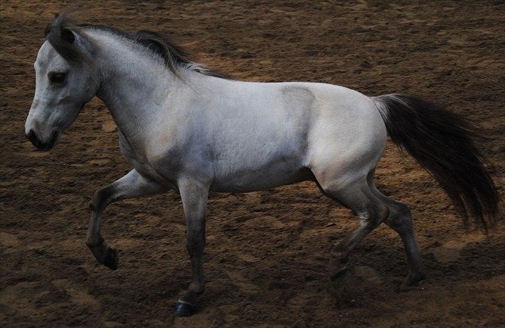 Amerikansk Miniature Little Bob American Dream billede 10