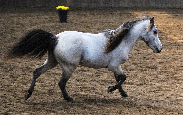 Amerikansk Miniature Little Bob American Dream billede 11