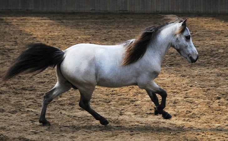 Amerikansk Miniature Little Bob American Dream billede 12