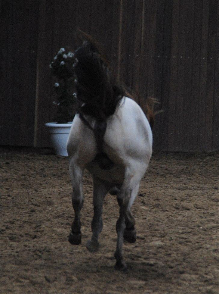 Amerikansk Miniature Little Bob American Dream billede 13