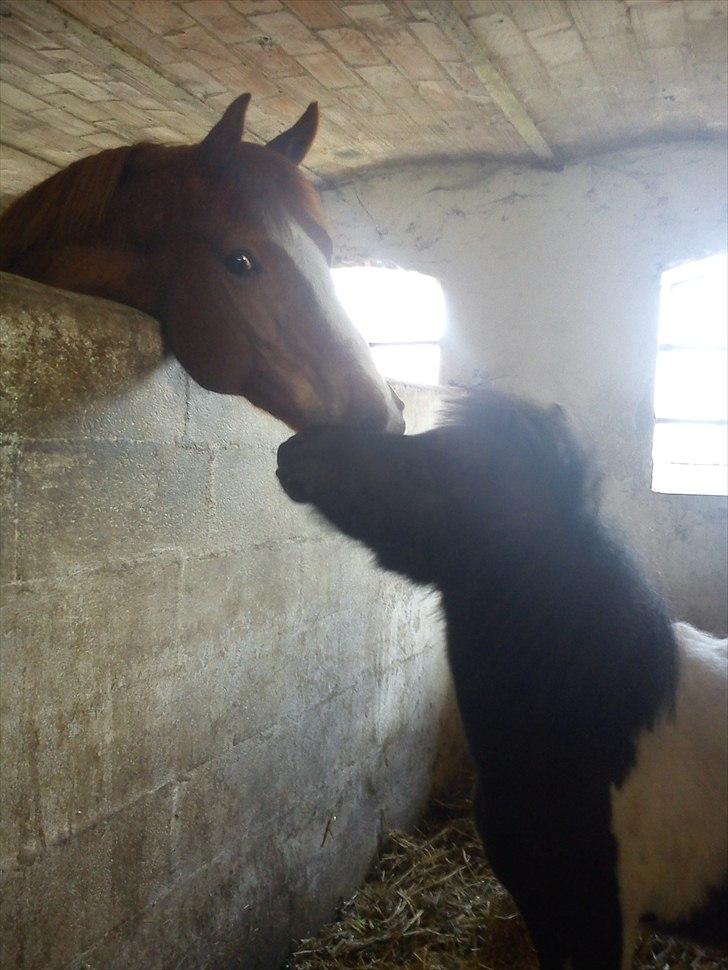 Miniature Sarah billede 2