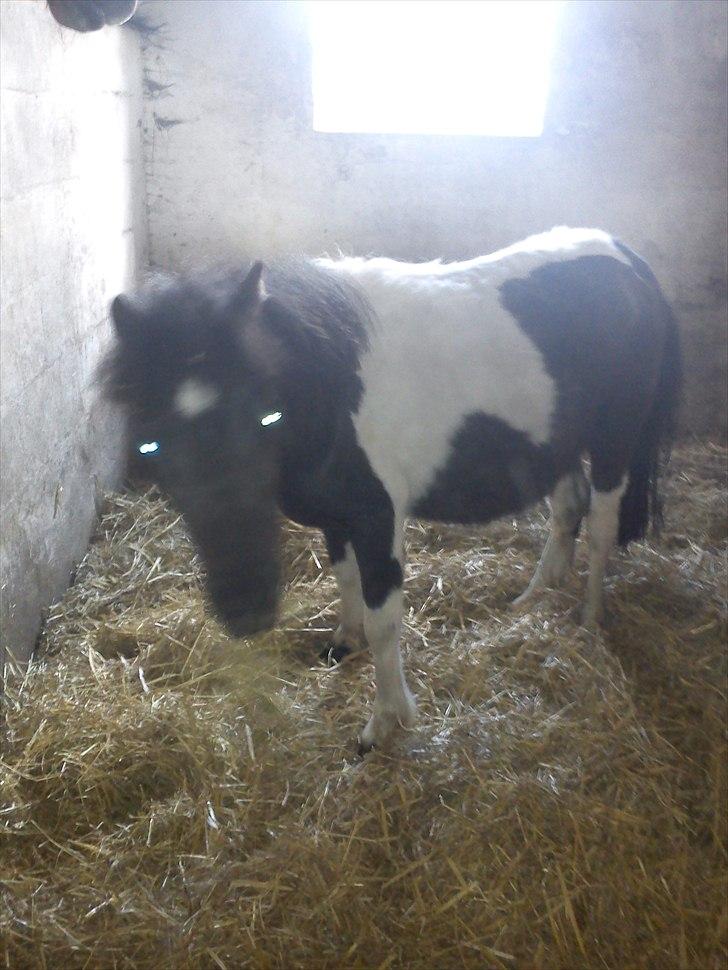 Miniature Sarah billede 3