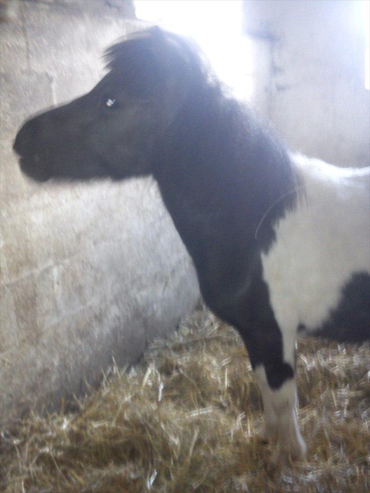 Miniature Sarah billede 4