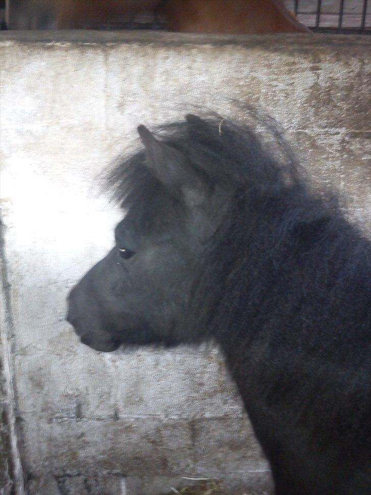 Miniature Sarah billede 5