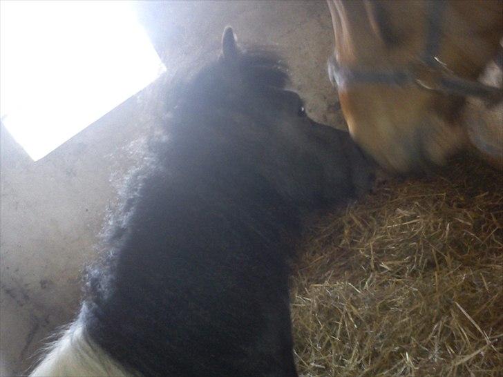 Miniature Sarah billede 6