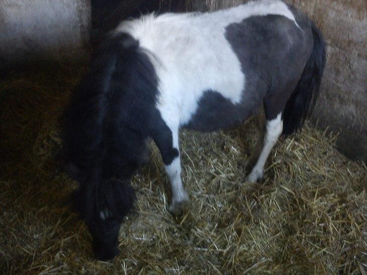 Miniature Sarah billede 7