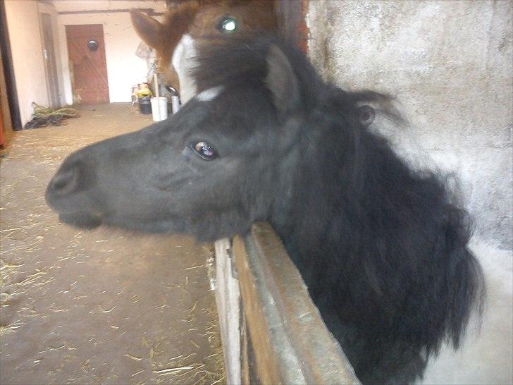 Miniature Sarah billede 8