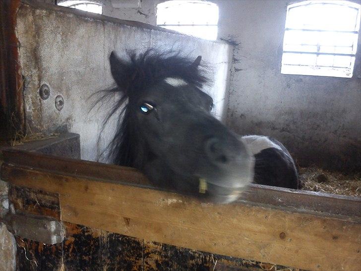 Miniature Sarah billede 9