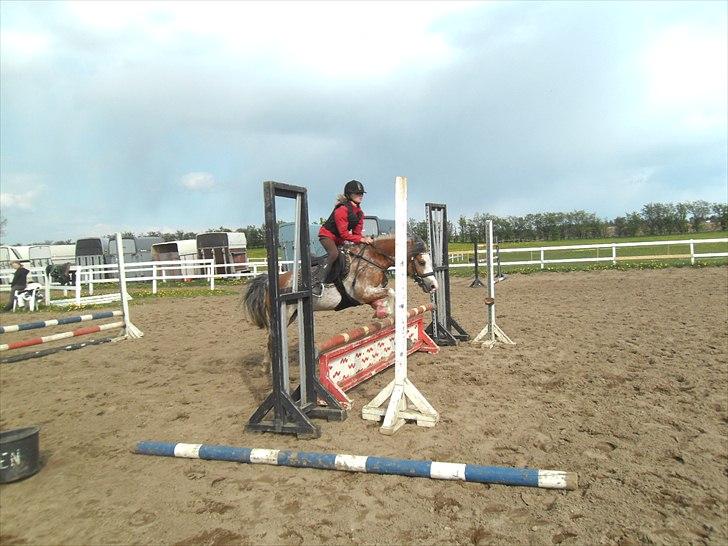 Welsh Pony (sec B) Teggi (SOLGT) - vi springer tre kombination og det er vi super gode til billede 13