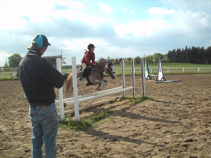 Welsh Pony (sec B) Teggi (SOLGT) - spring jeg skal over nu lige på den anden side billede 15