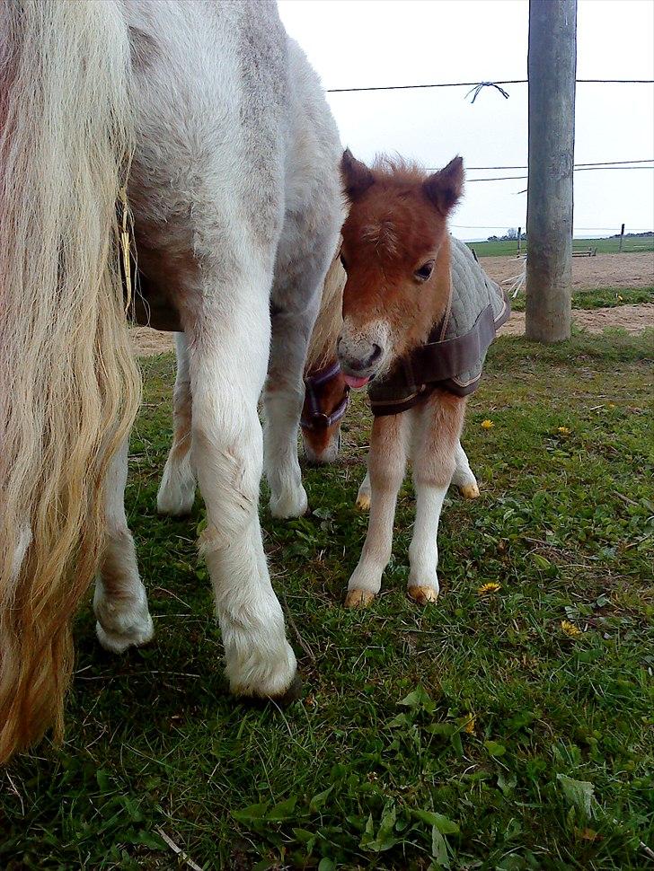 Dansk Miniature Highlight LB Tiny Flame billede 10