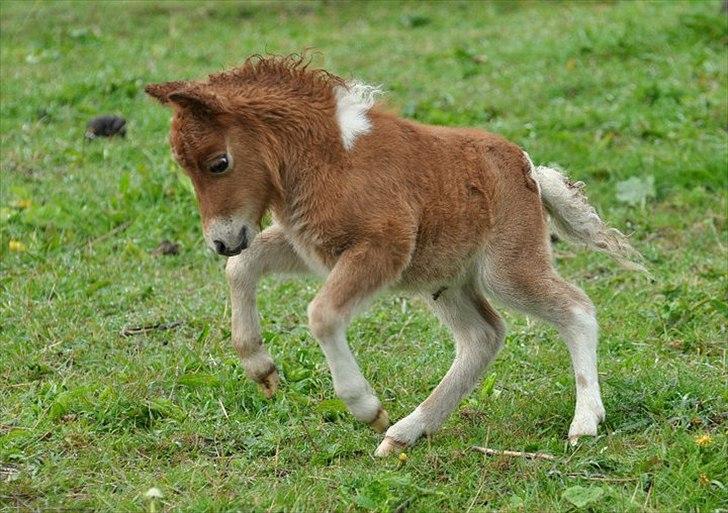 Dansk Miniature Highlight LB Tiny Flame - Flame er altid klar på spilopper! :) Foto: Isabella Larsen billede 11