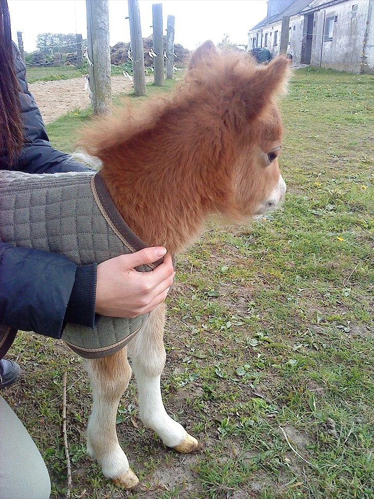 Dansk Miniature Highlight LB Tiny Flame billede 12