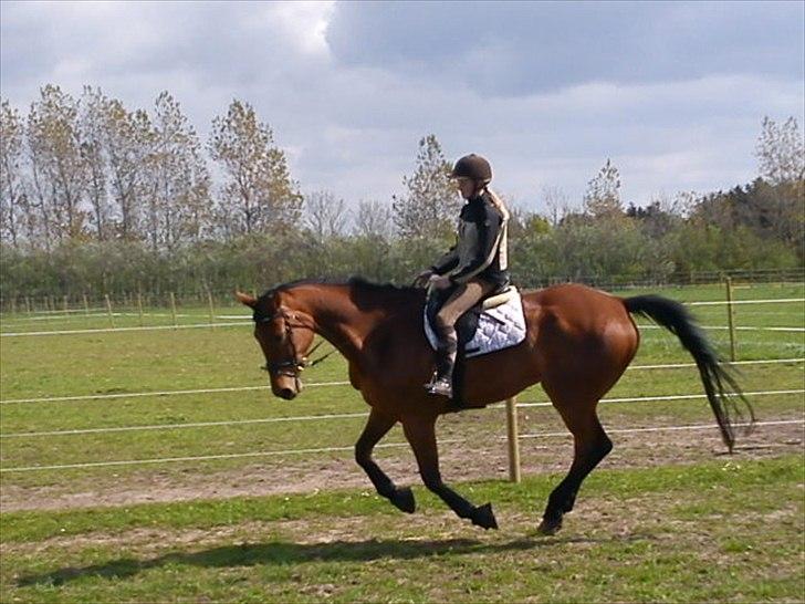 Hannoveraner Gavin billede 10