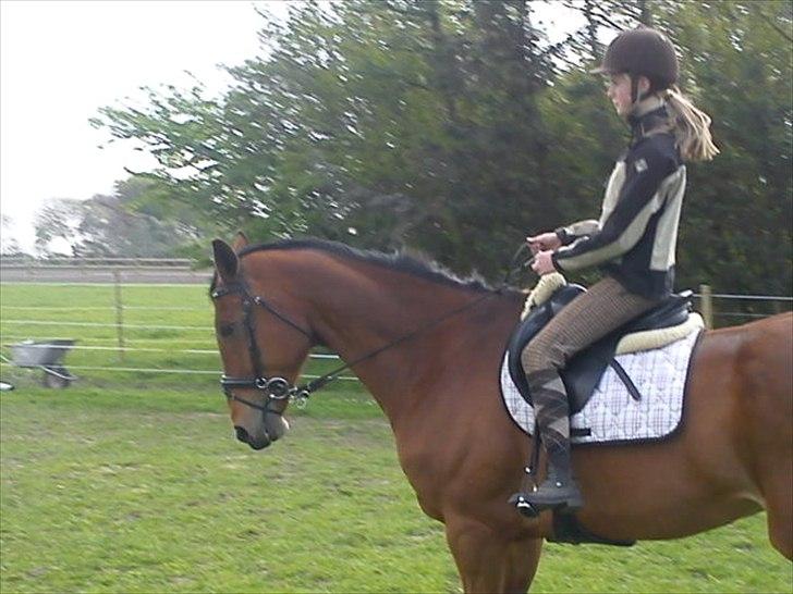 Hannoveraner Gavin billede 11